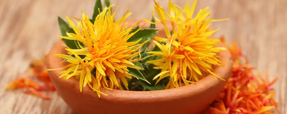 ArcticZen Safflower Extract – Unsung Hero of the Formula
