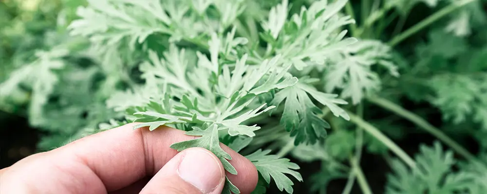 ArcticZen Wormwood Ingredient – Clinical Evidence